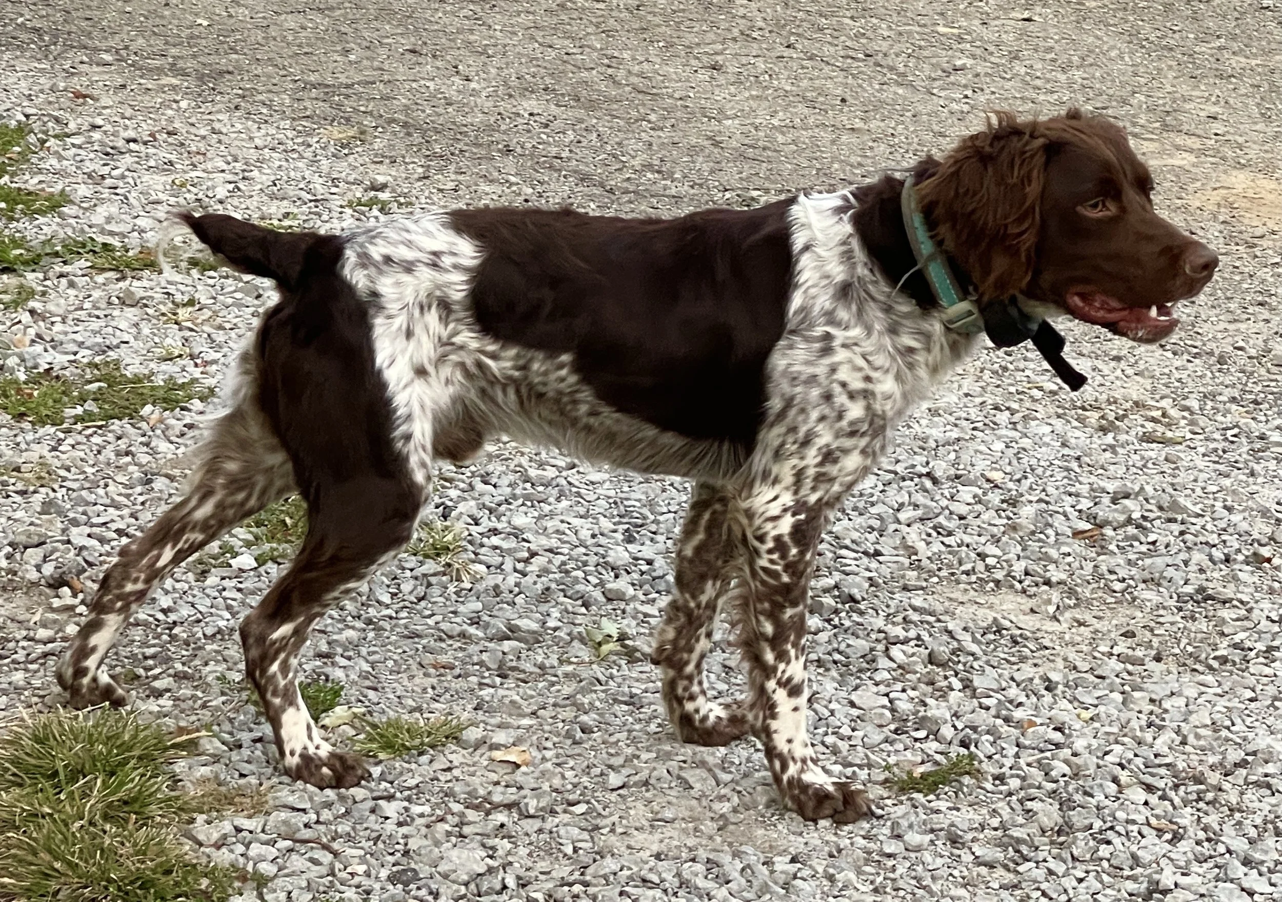 Roan French Brittanys Roan Brittany Puppies Shop