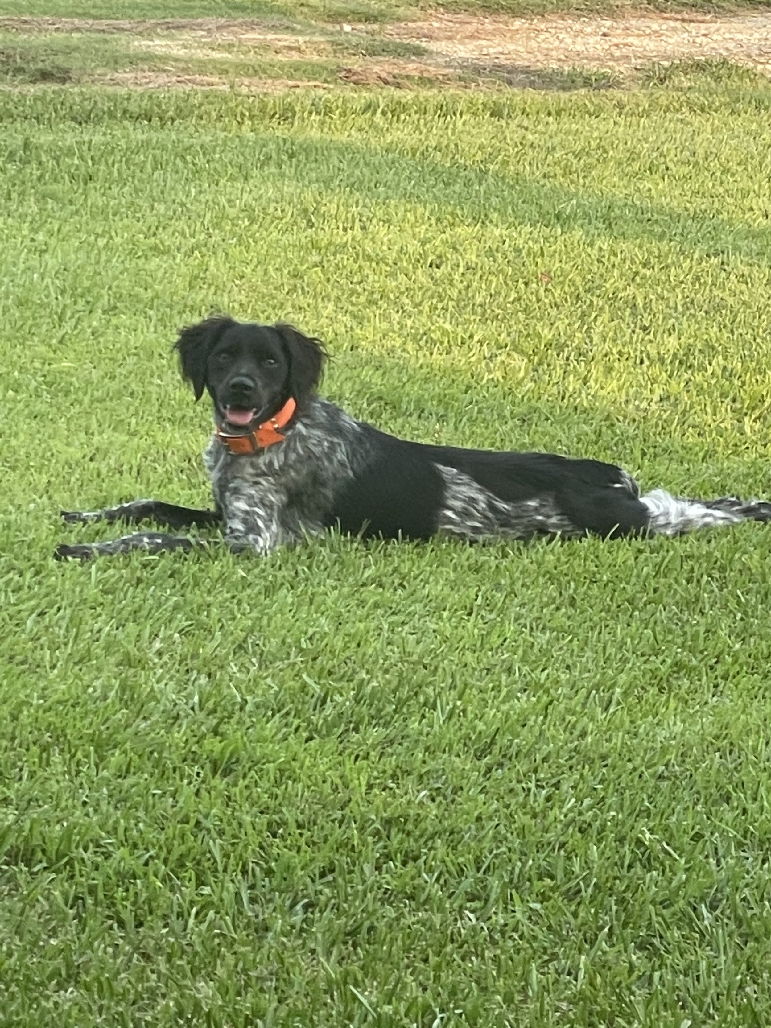 Black and white dog wearing an orange collar lying on green grass.