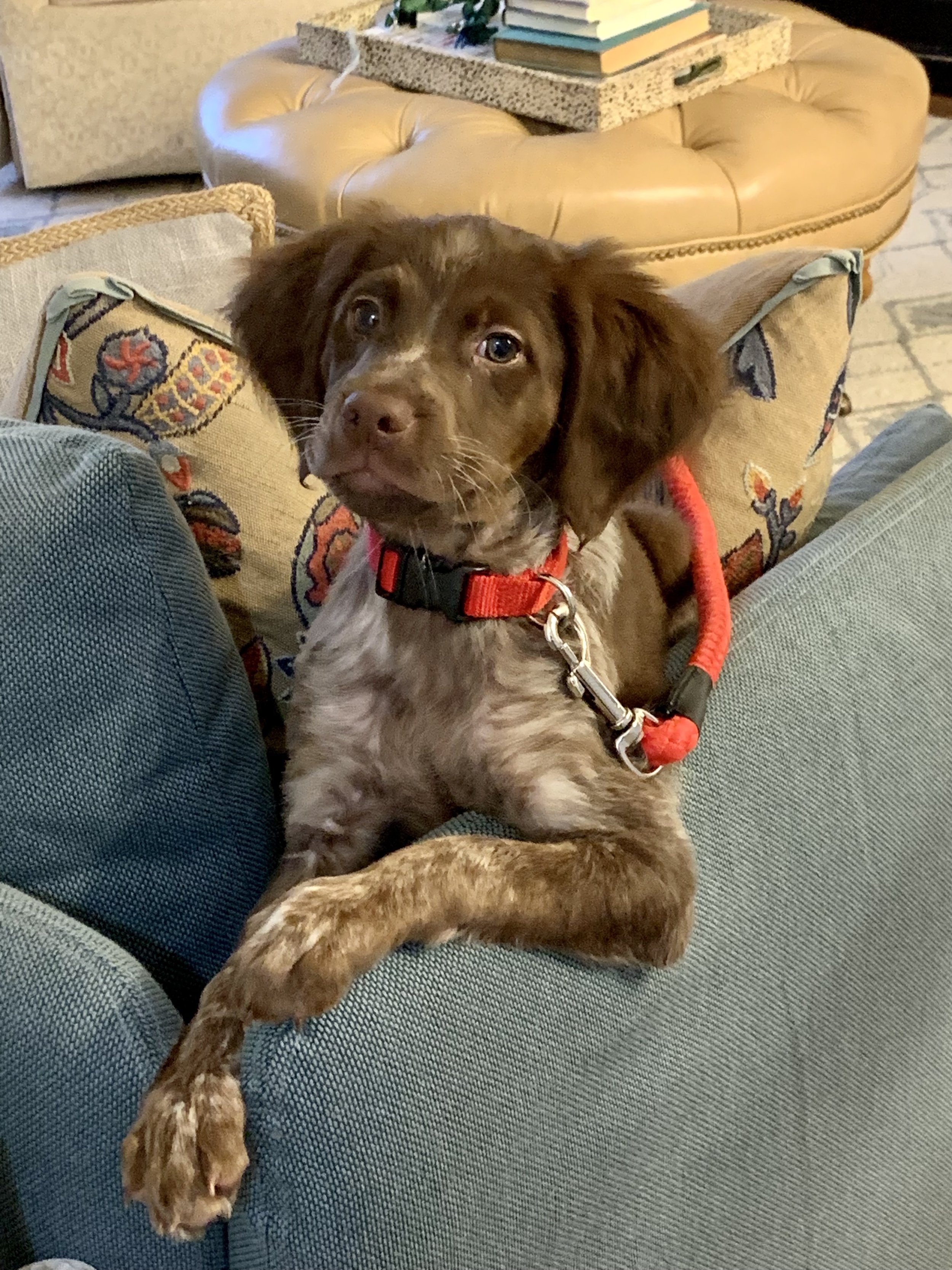Brown and white puppy with a red collar sitting on a couch, surrounded by decorative pillows, with a coffee table in the background.