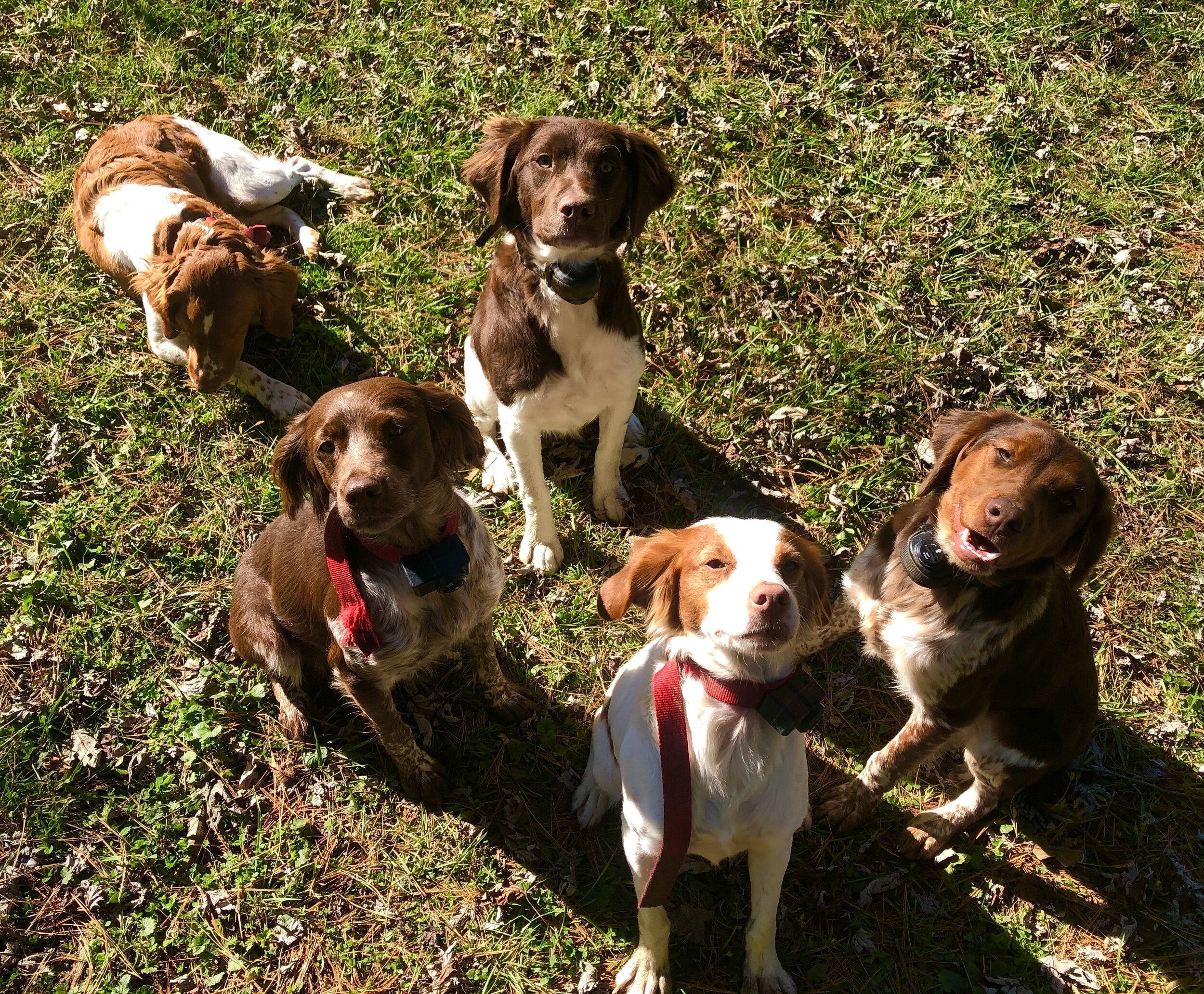 Five brown and white dogs sitting and lying on grass, looking at the camera.