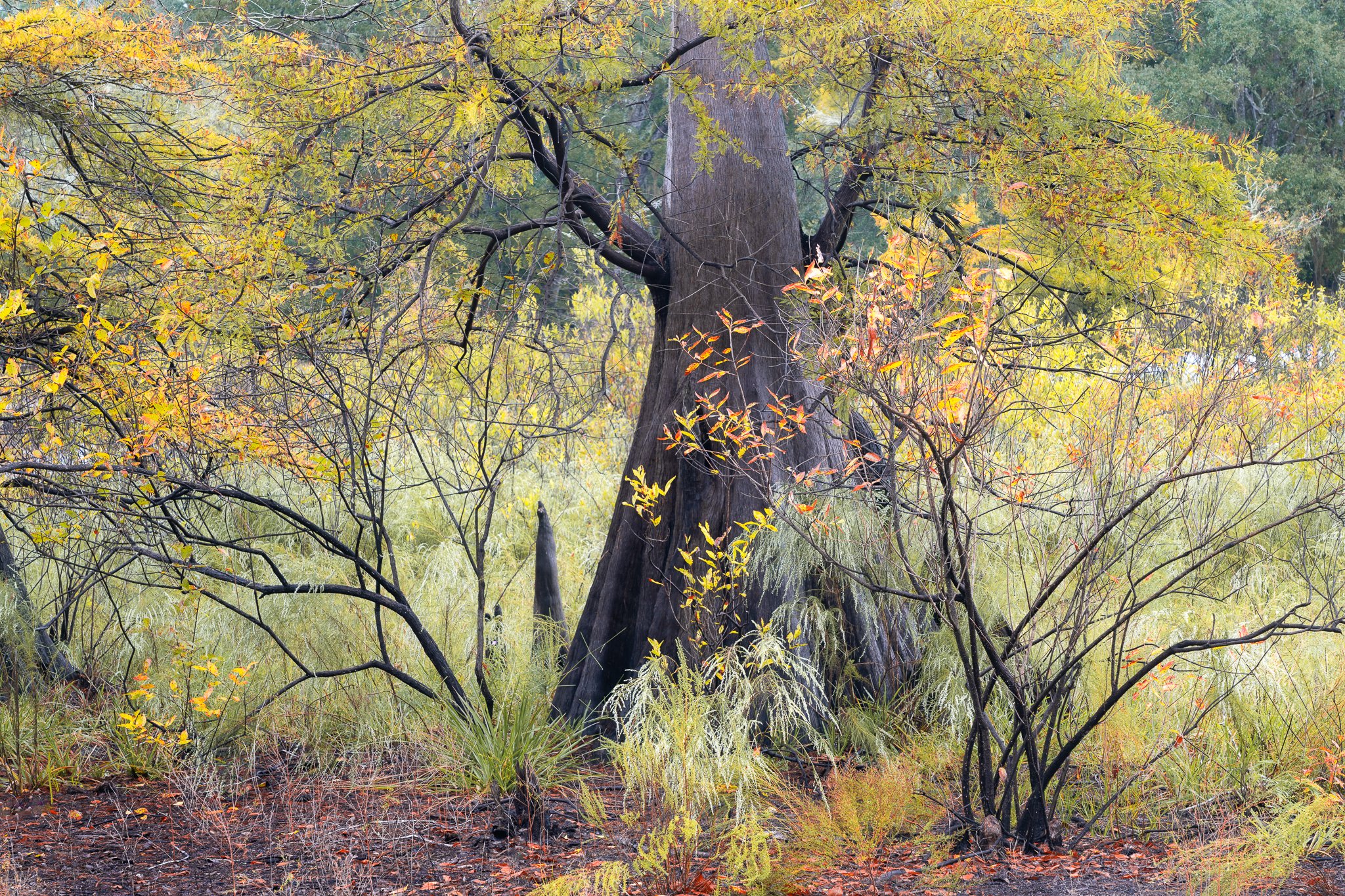 Autumn Celebration.jpg