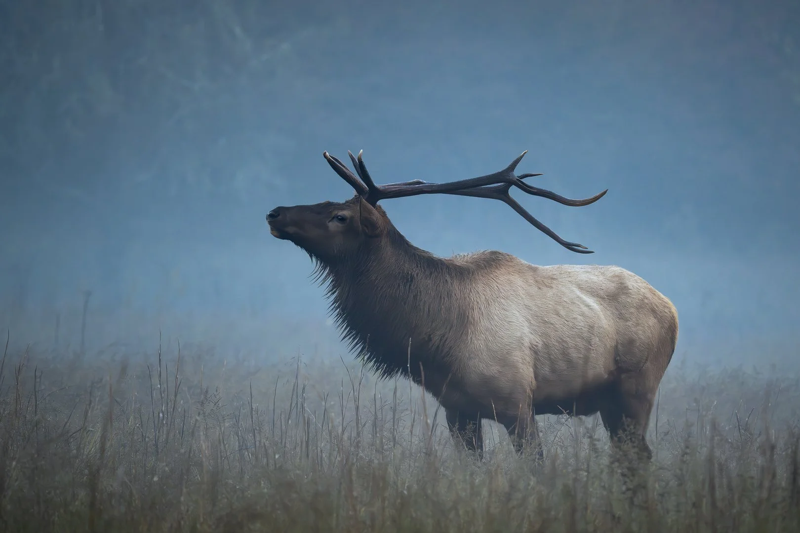Misty Morning Elk.jpg