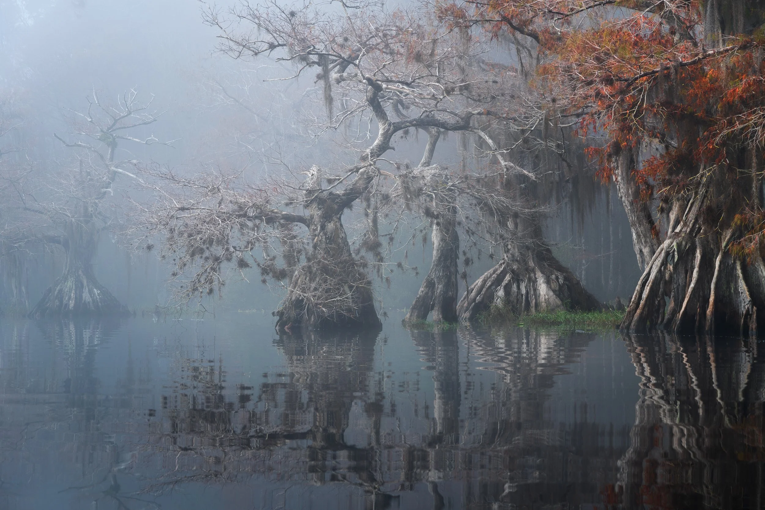 Out of the Swamp