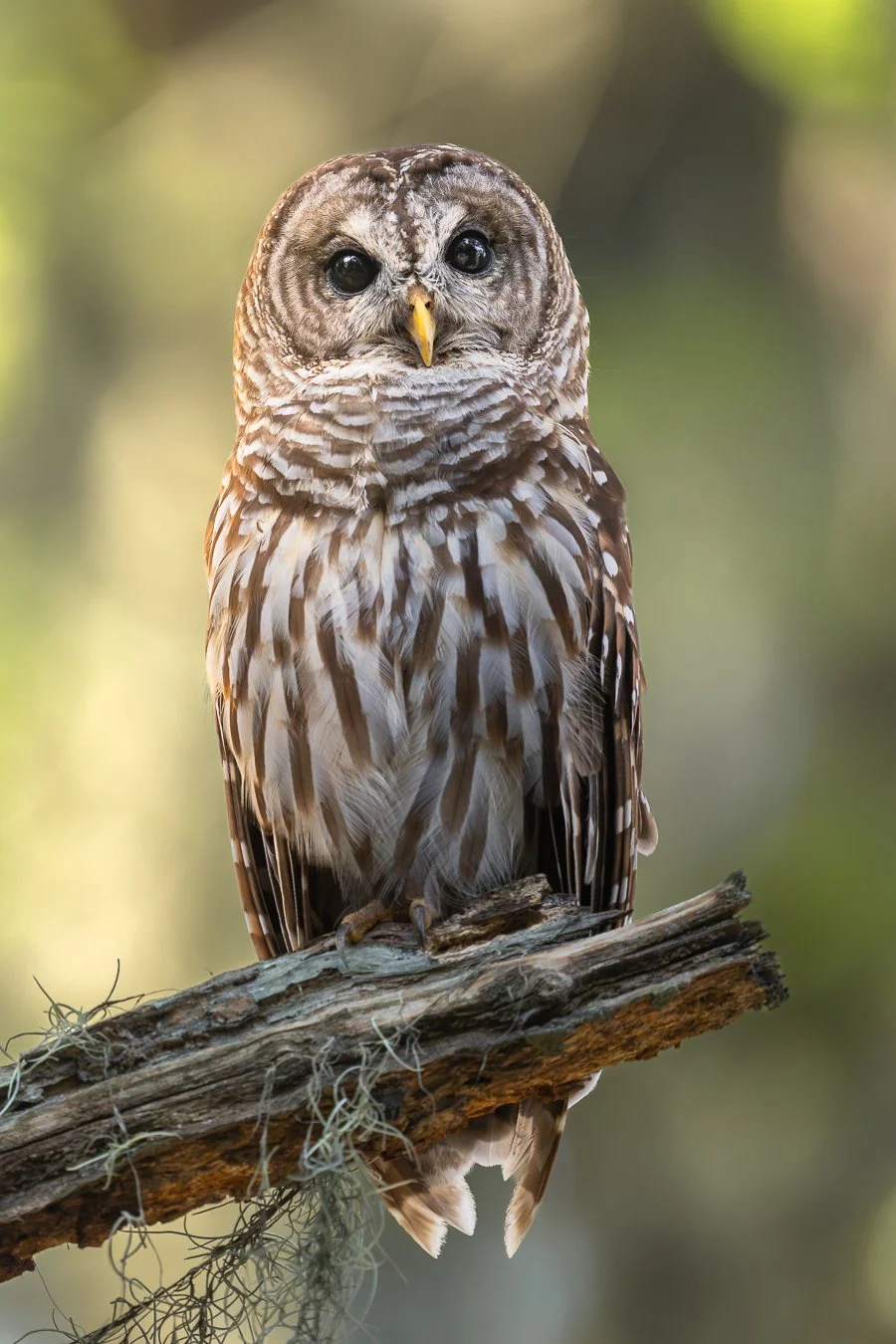 Barred owl portrait in Florida.
