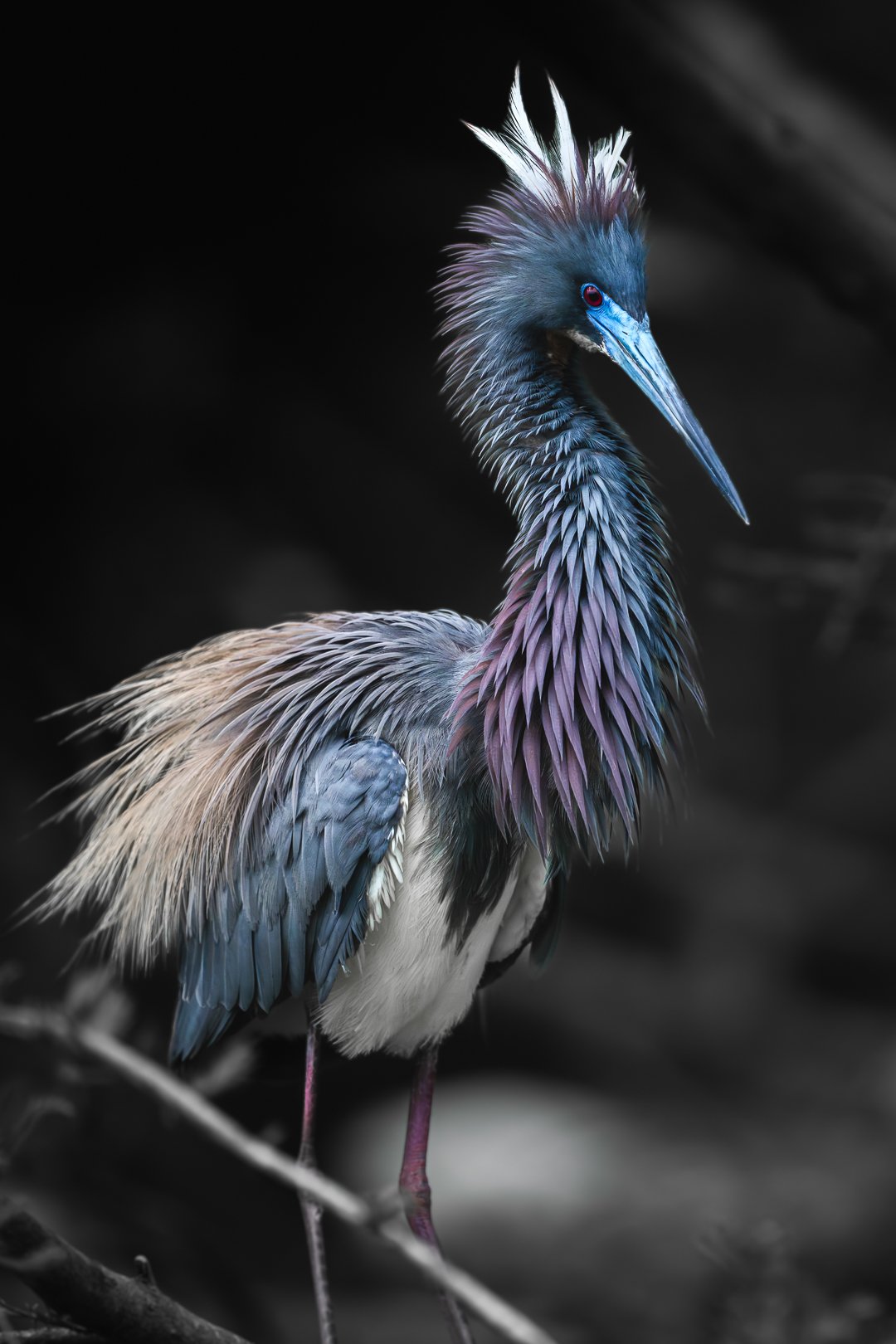 Tricolored Heron2.jpg