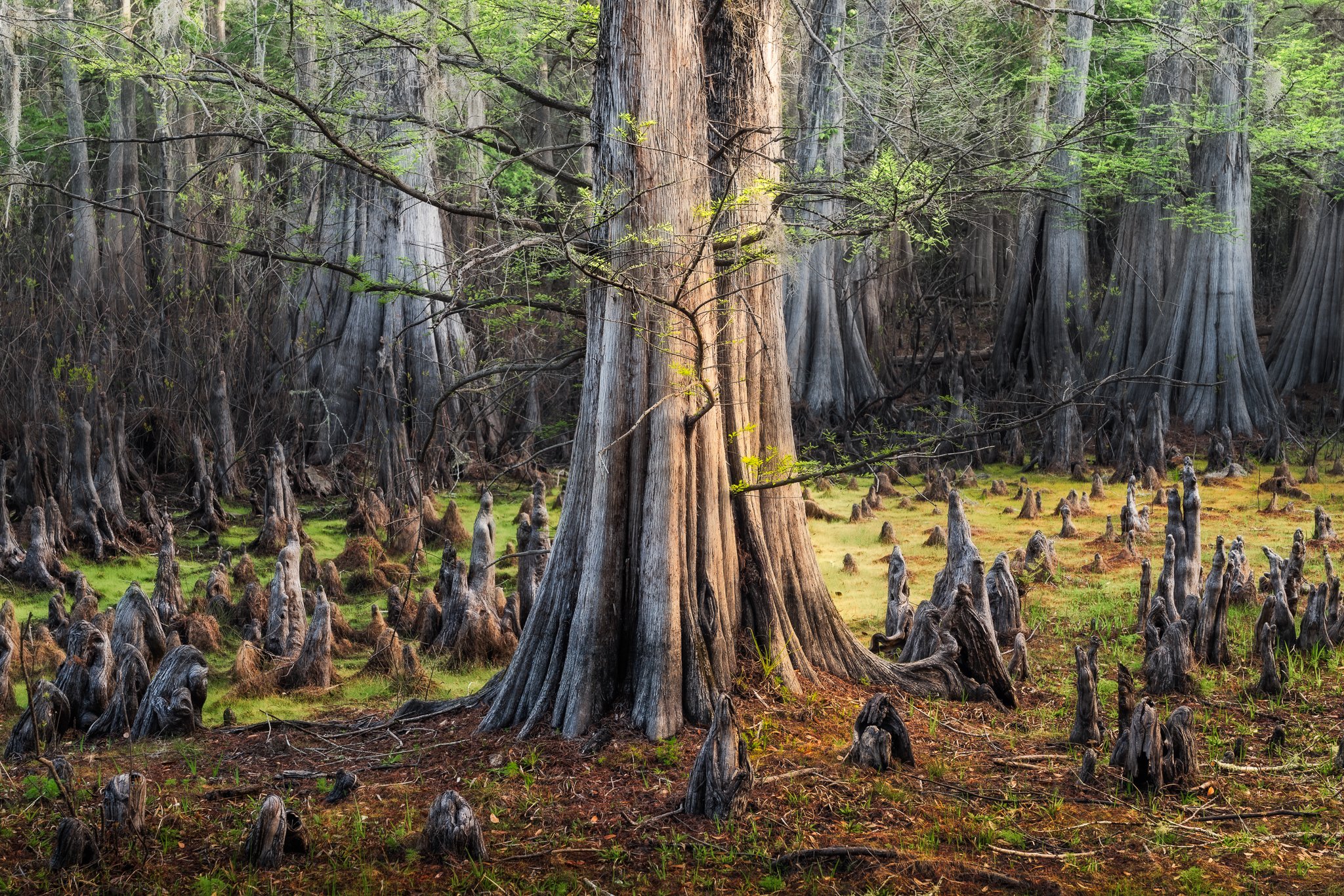 Captured in early spring 2020, Spring Mystery showcases a peaceful cypress swamp bathed in warm morning light. Sunlight filters through the trees, highlighting fresh ferns, ancient cypress trunks, and countless cypress knees emerging from the forest 