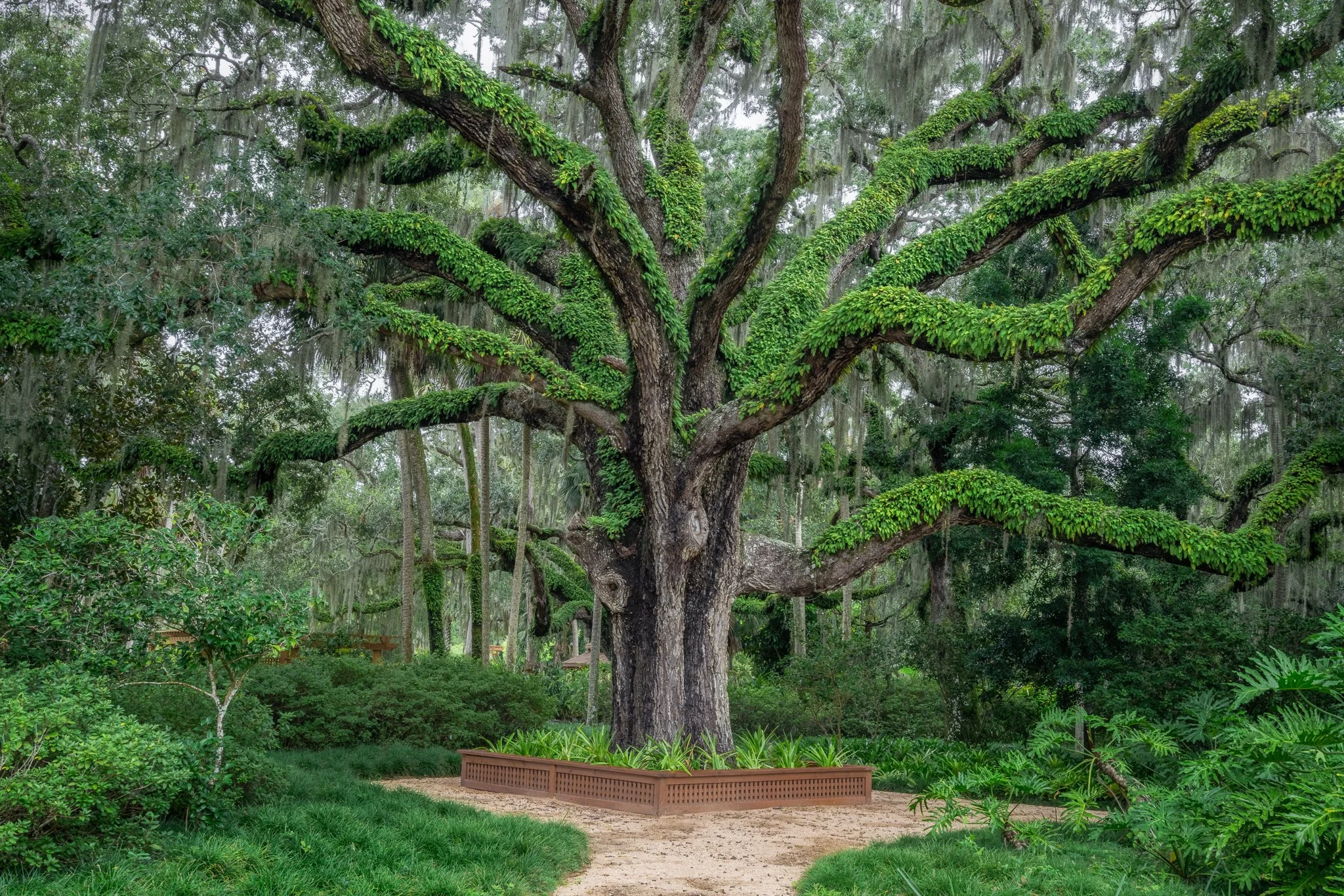 The Washington Oak