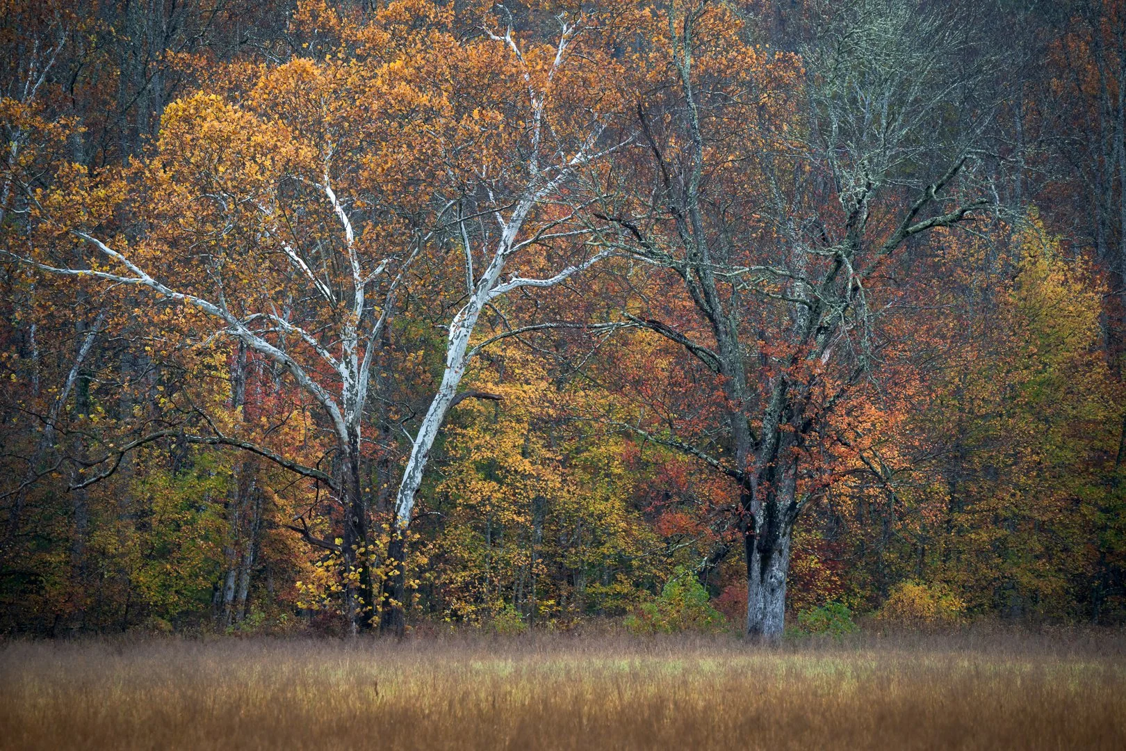 Cades Peak Color Trees.jpg