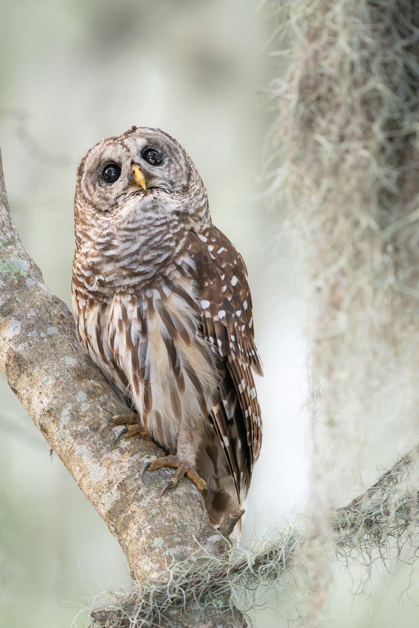 Barred owl pondering about something.