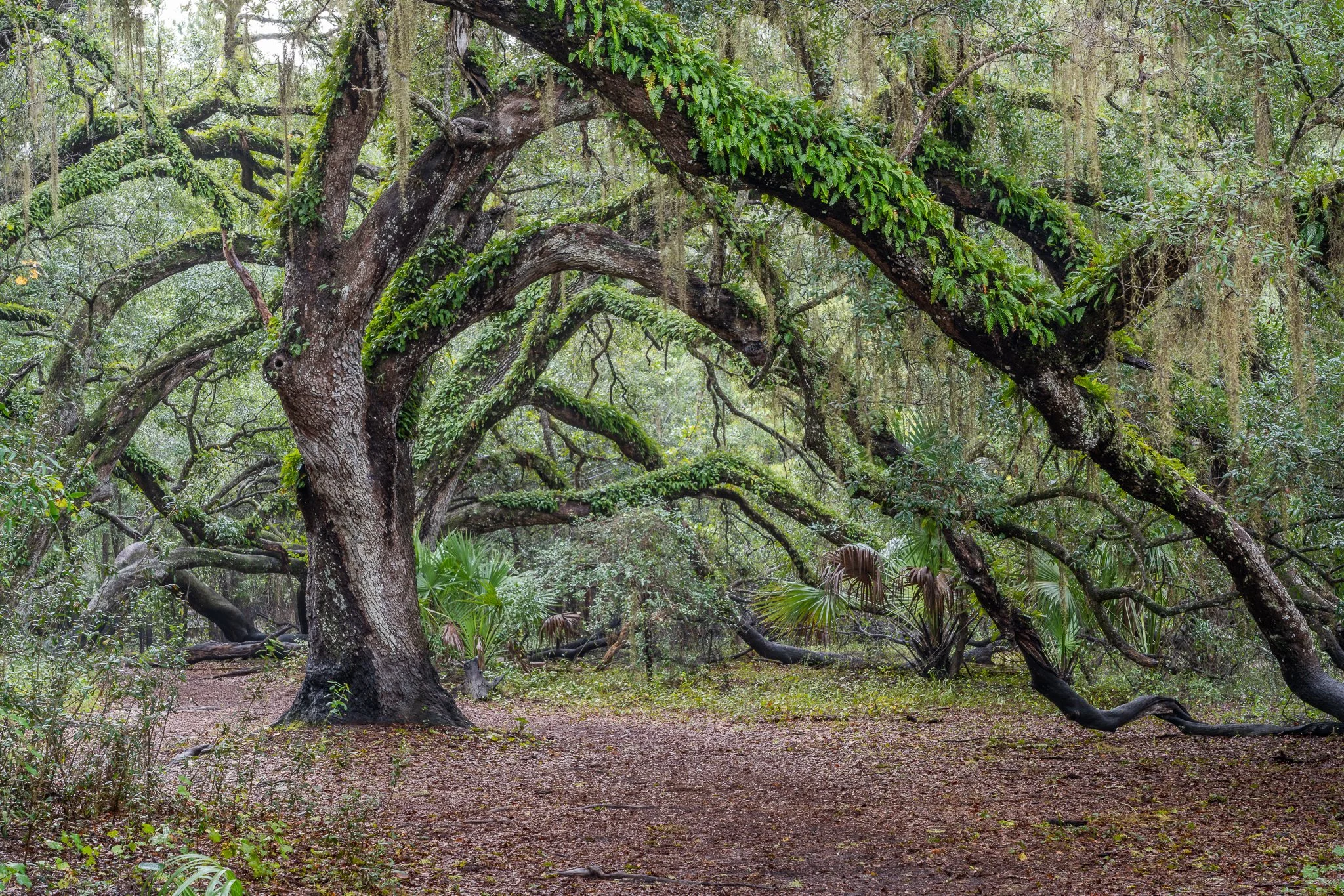 Southern Sanctuary.jpg