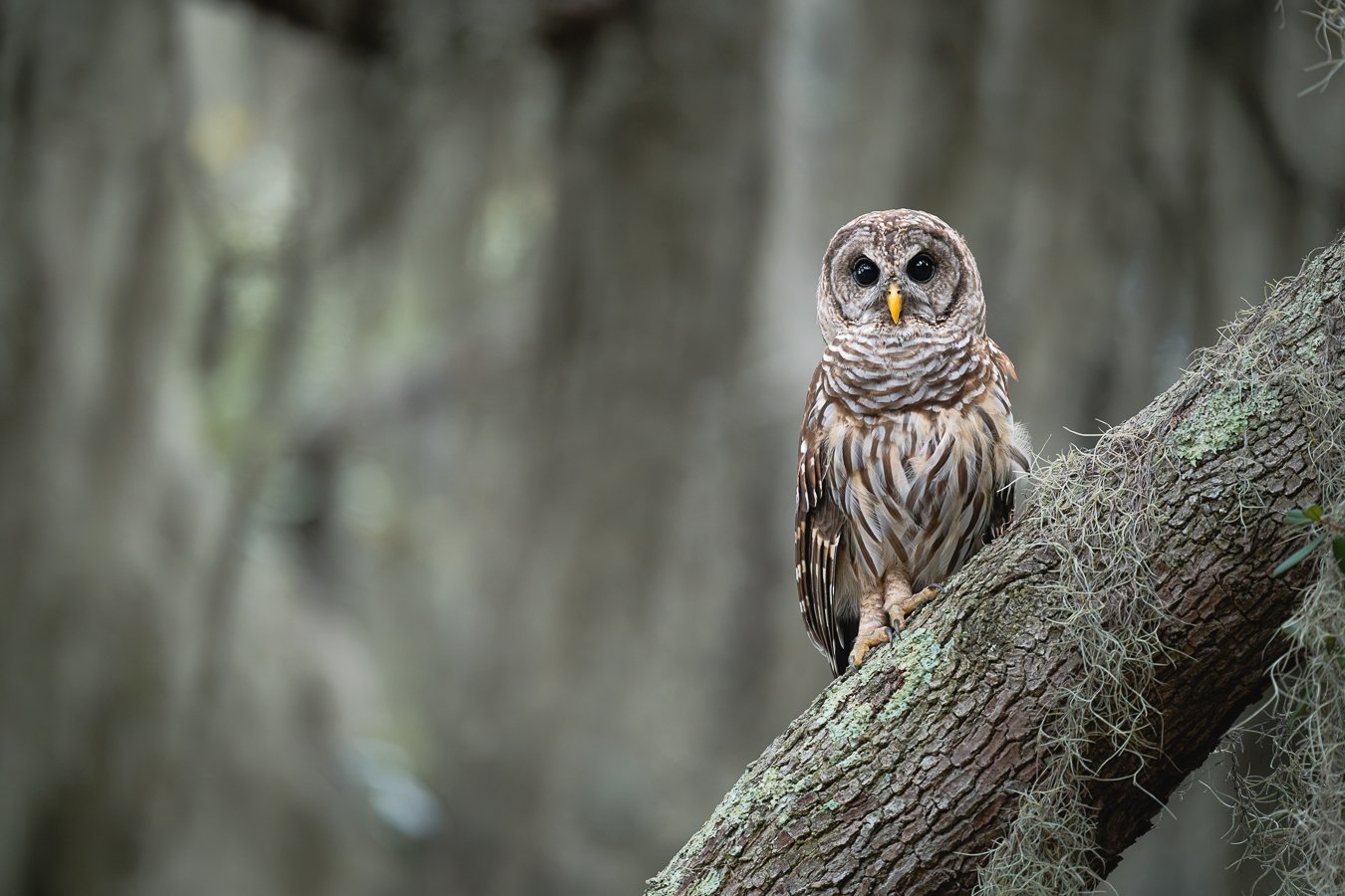 Wildlife