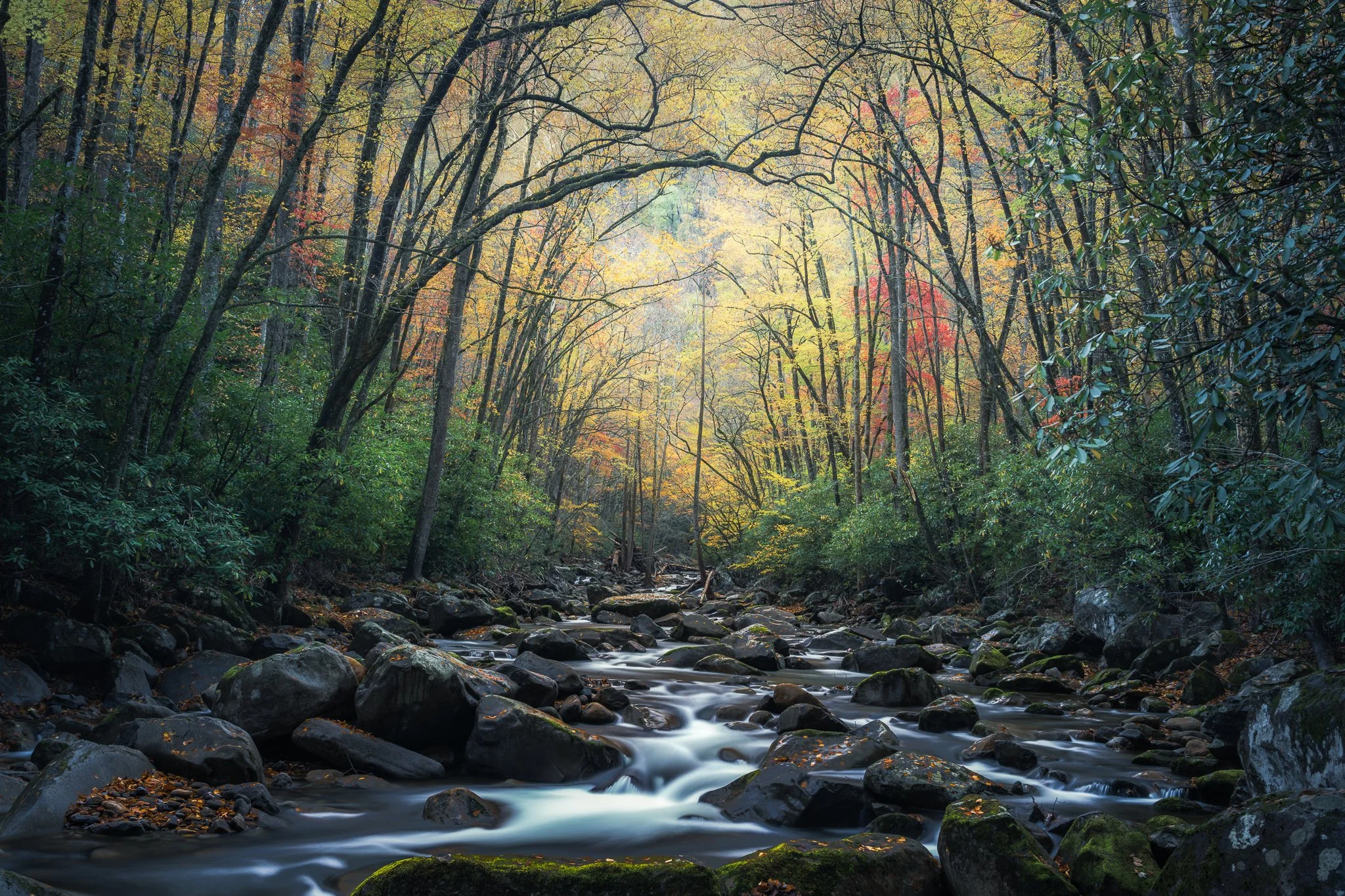 Autumn Canopy 2.jpg