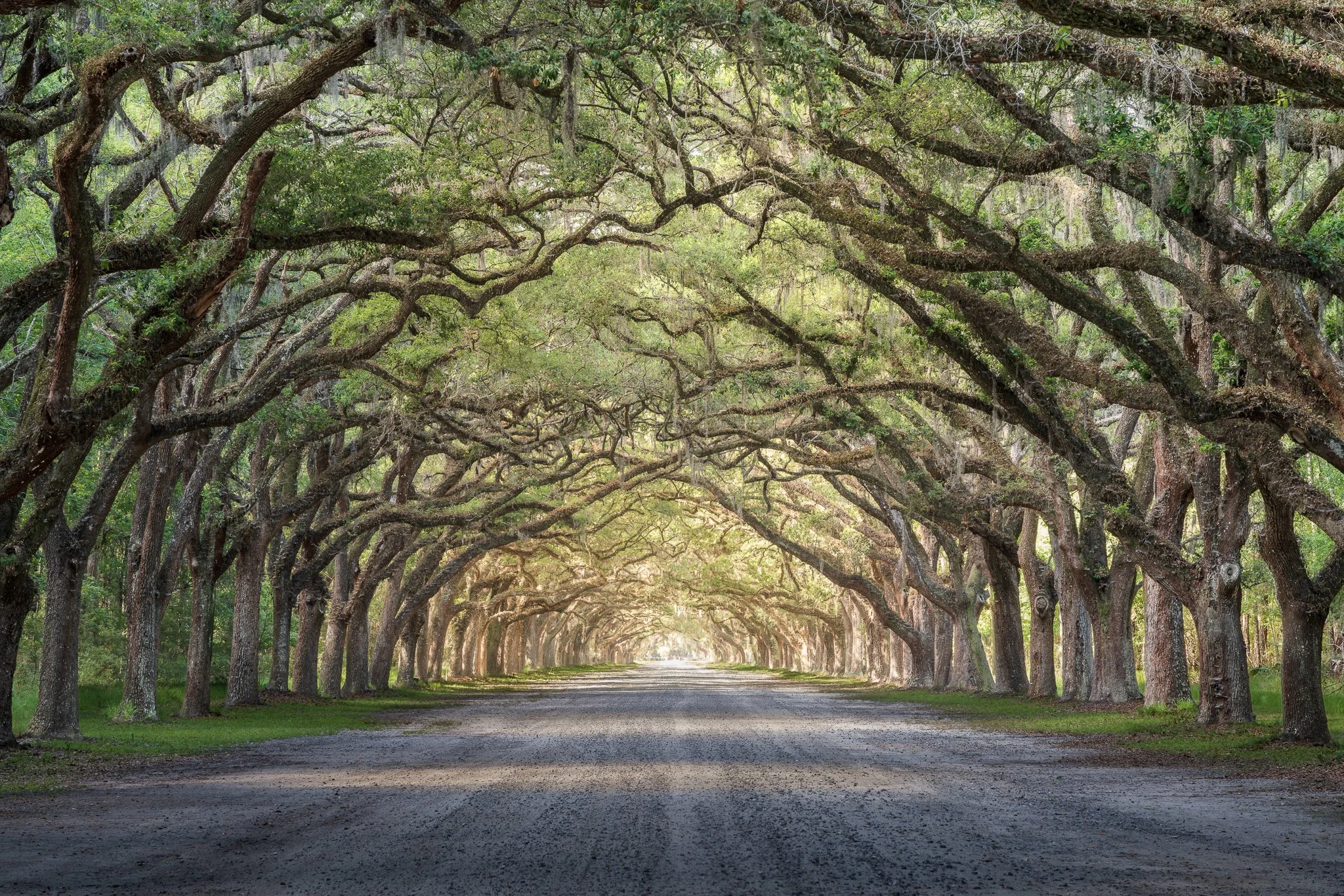Wormsloe 1