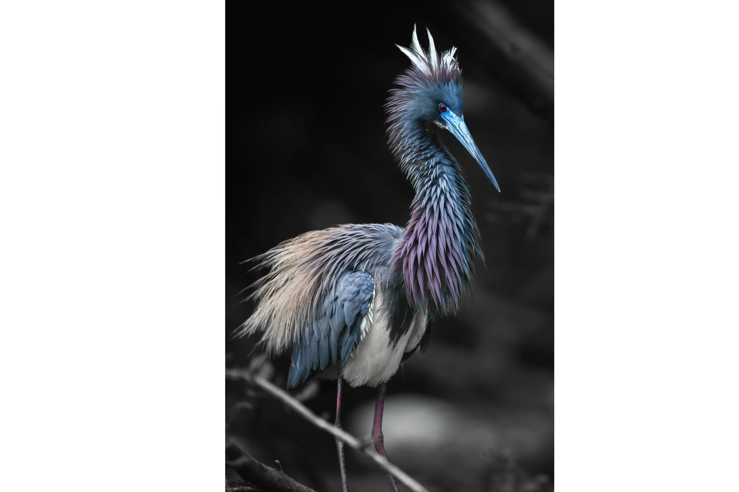 Tricolored Heron 1