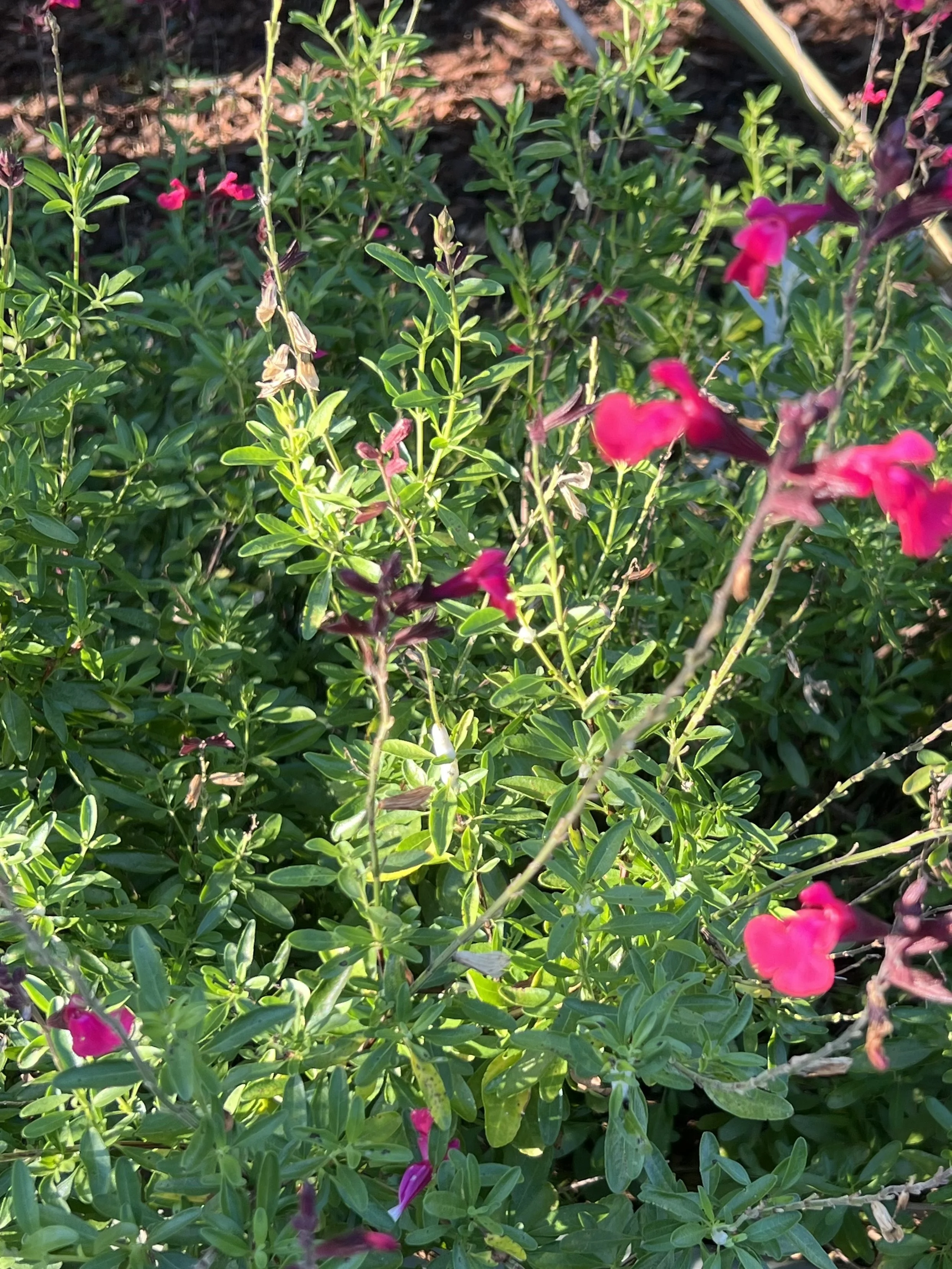 IMG_0657.jpeg