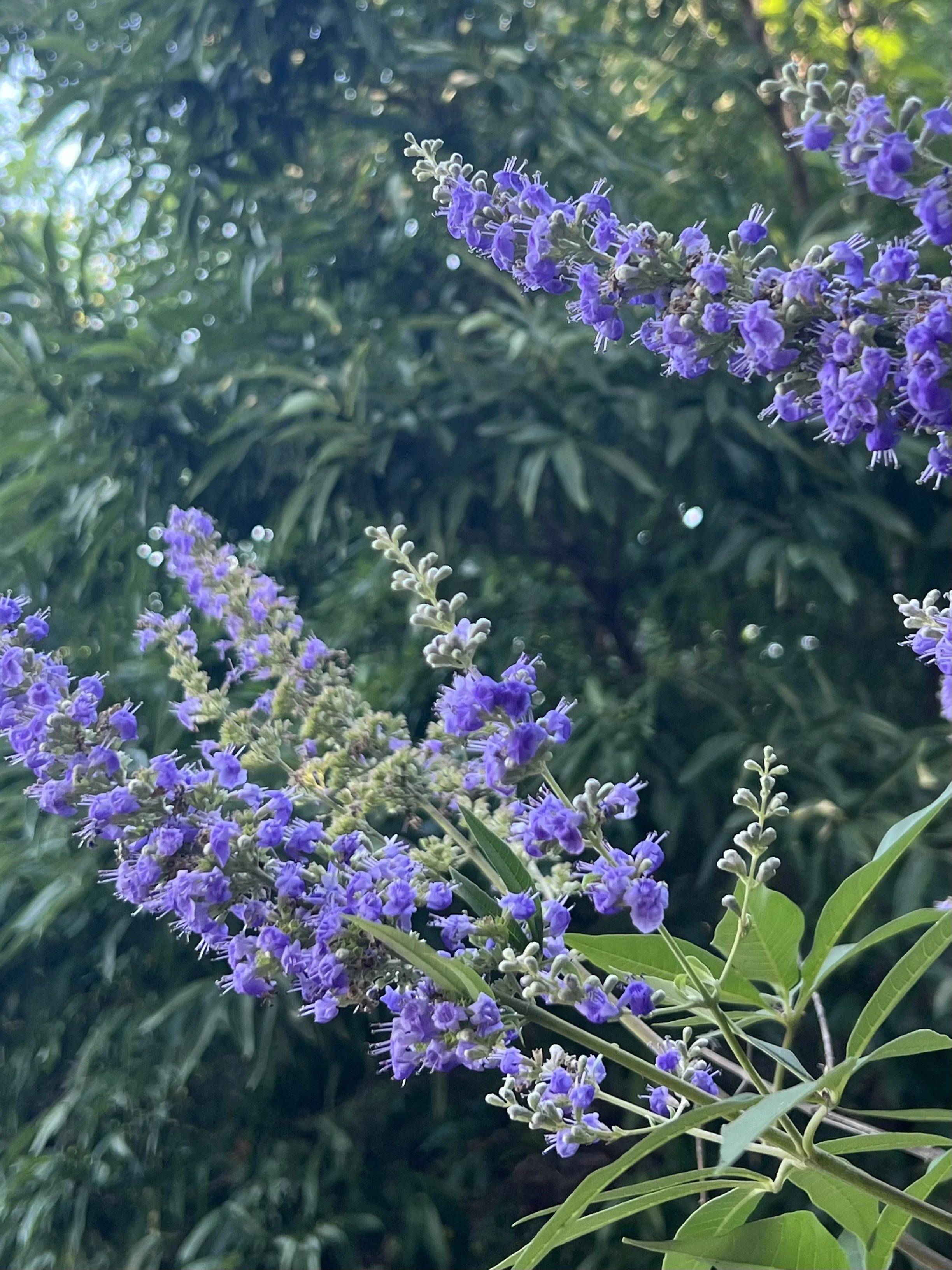 IMG_0677.jpeg