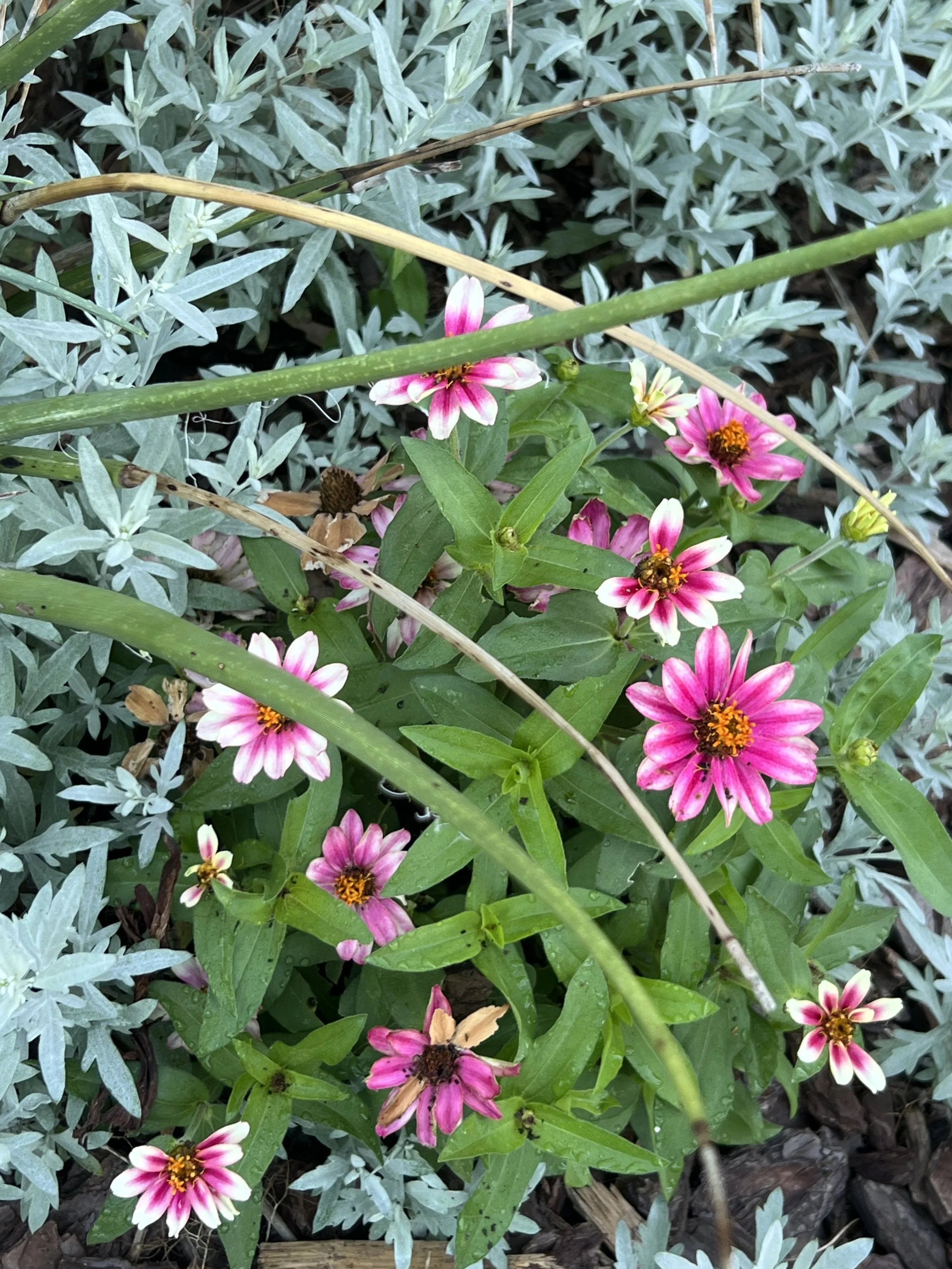 IMG_0663.jpeg