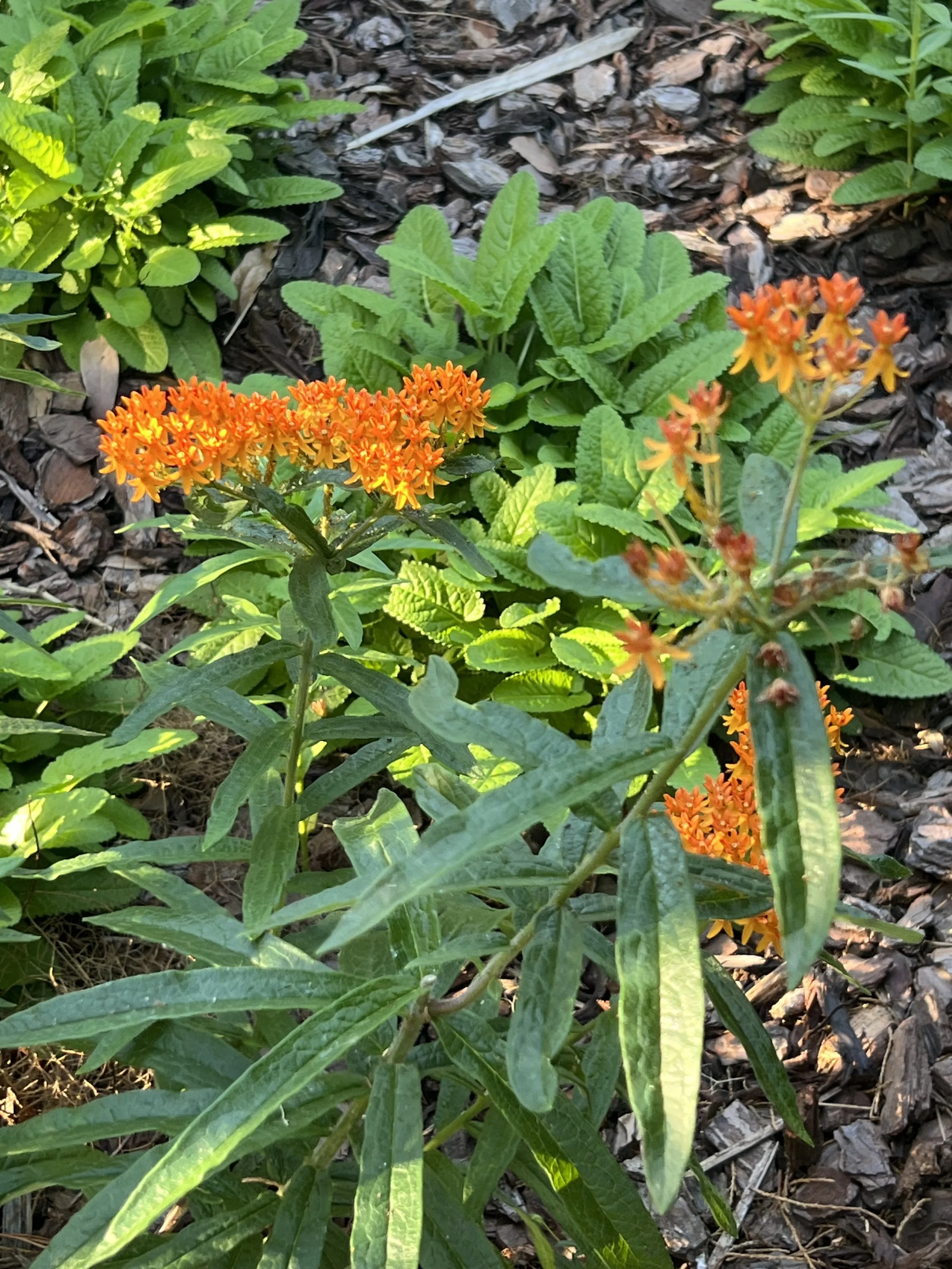 IMG_0684.jpeg