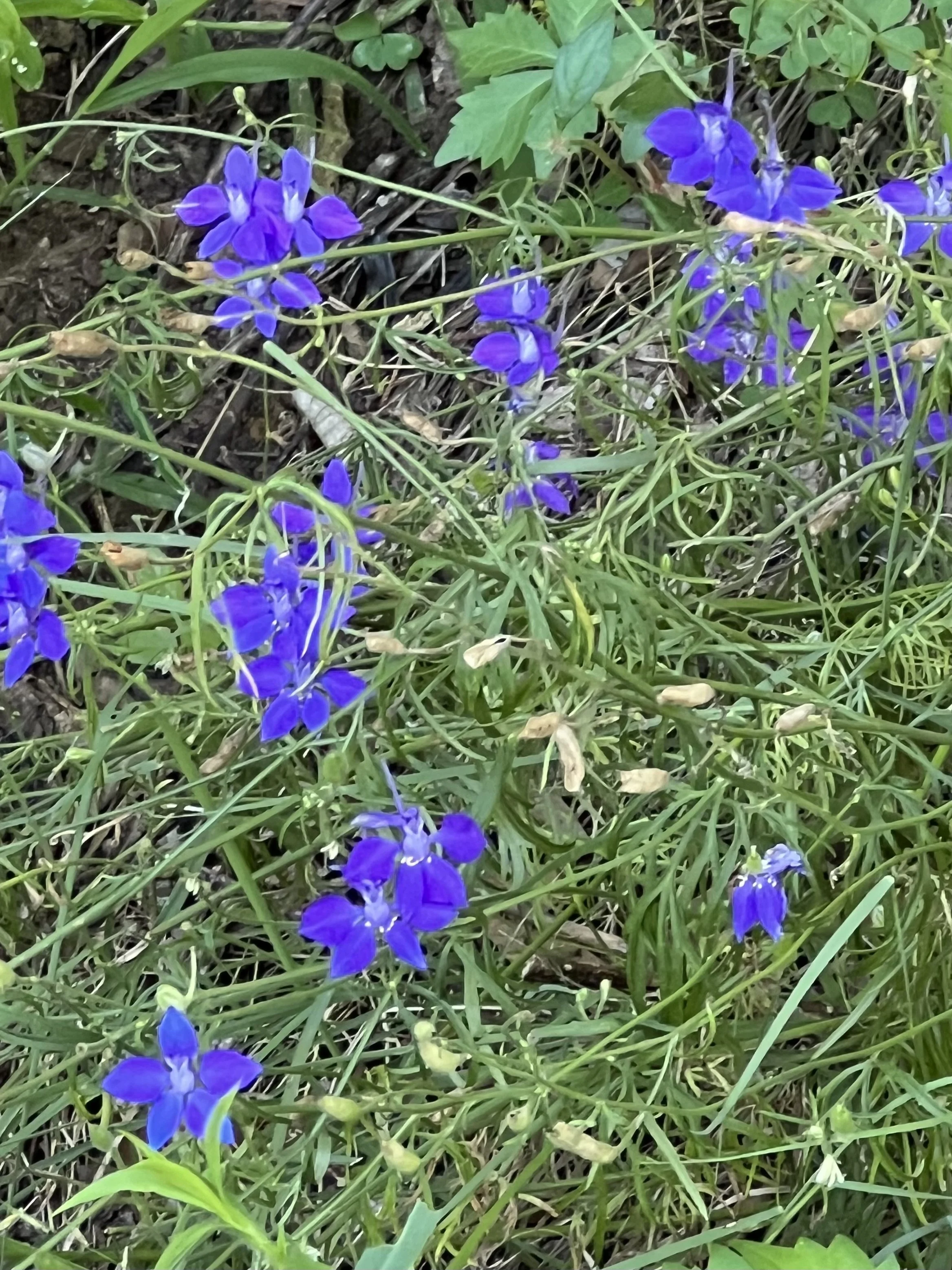 IMG_0694.jpeg