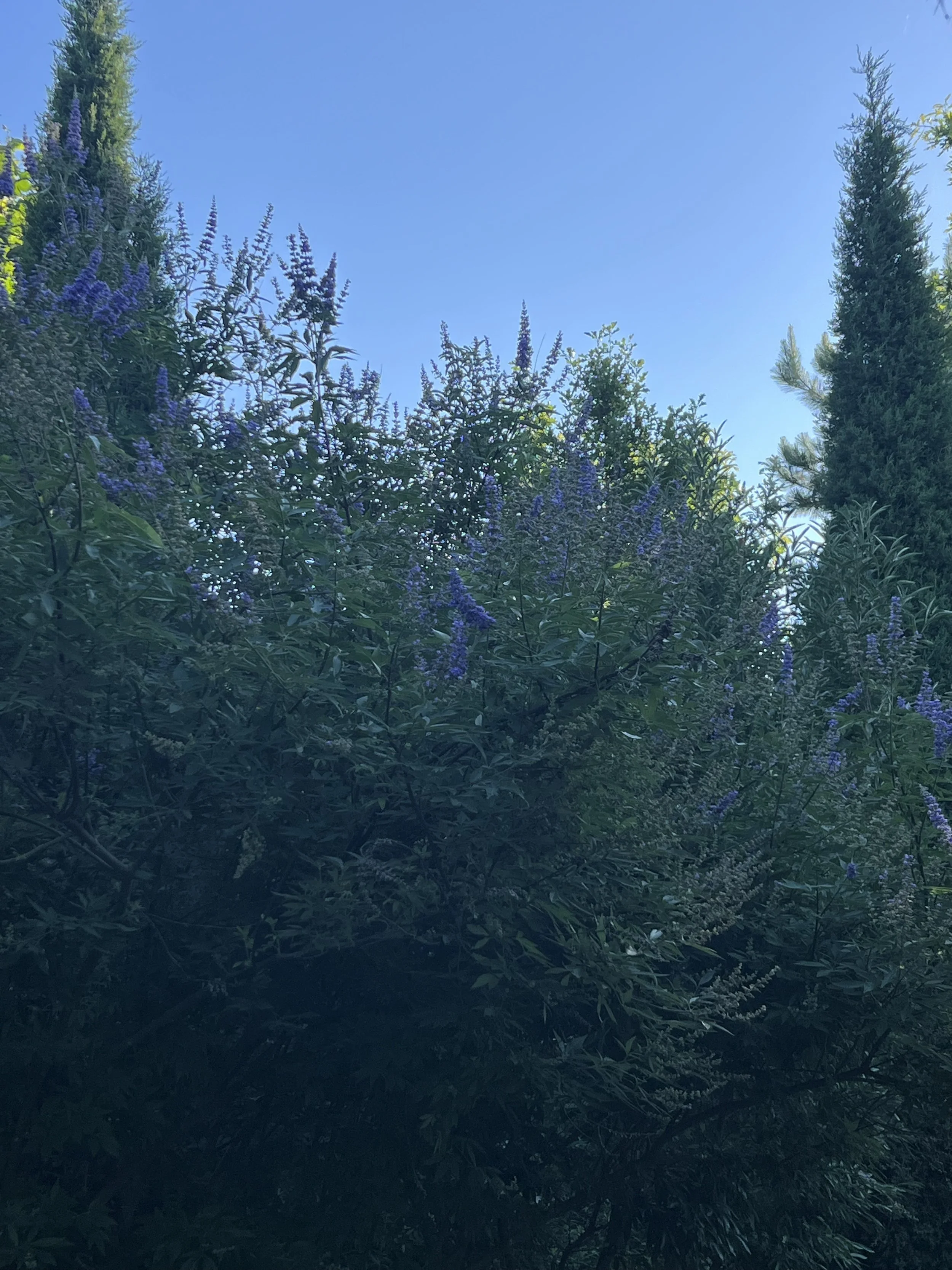 IMG_0672.jpeg