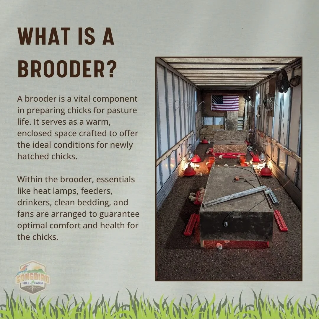 Songbird Hill Farm Pasture Raised Poultry Regenerative Agriculture