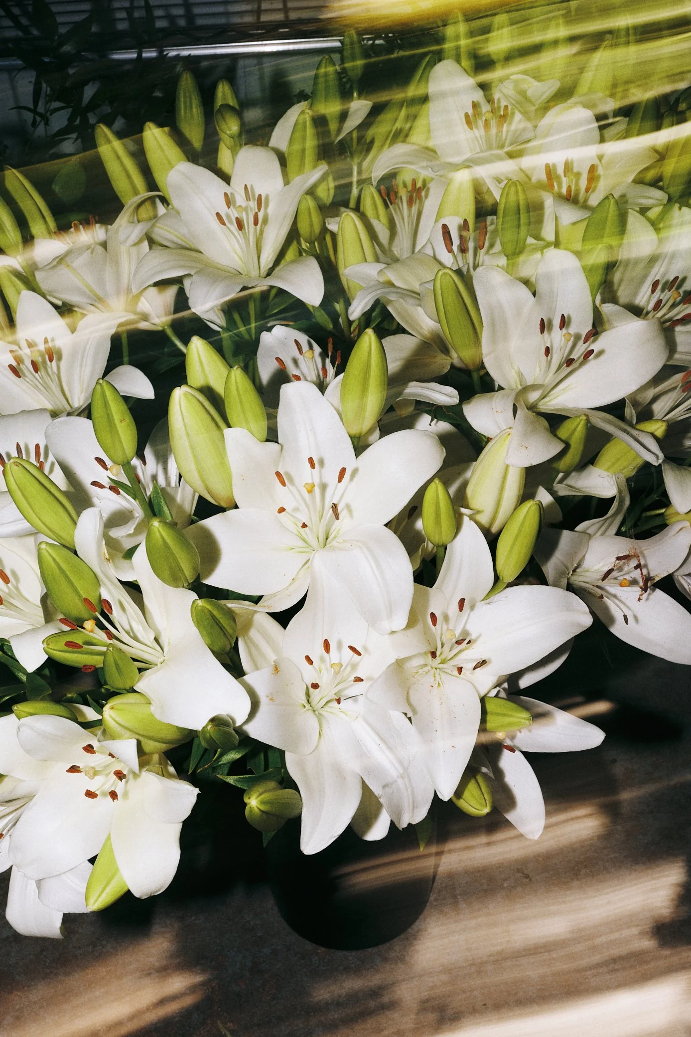 Les Fleurs Sèment