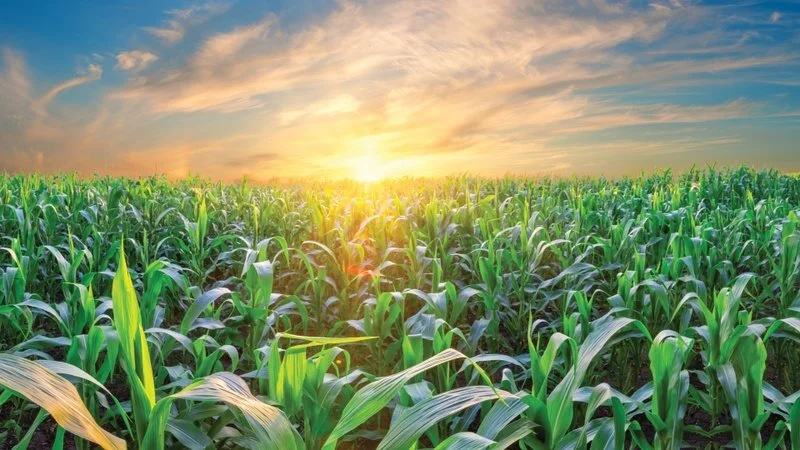 Focus on Metabolic Health rather than Weight