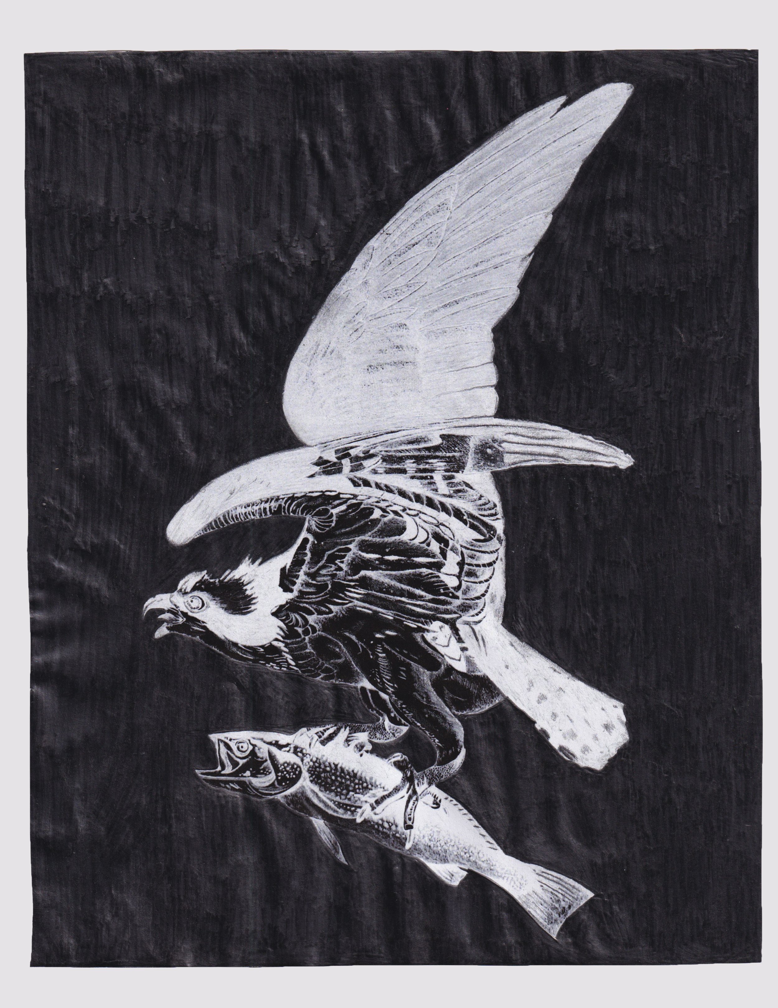 Eagle and Fish | graphite on paper | 10" x 8"