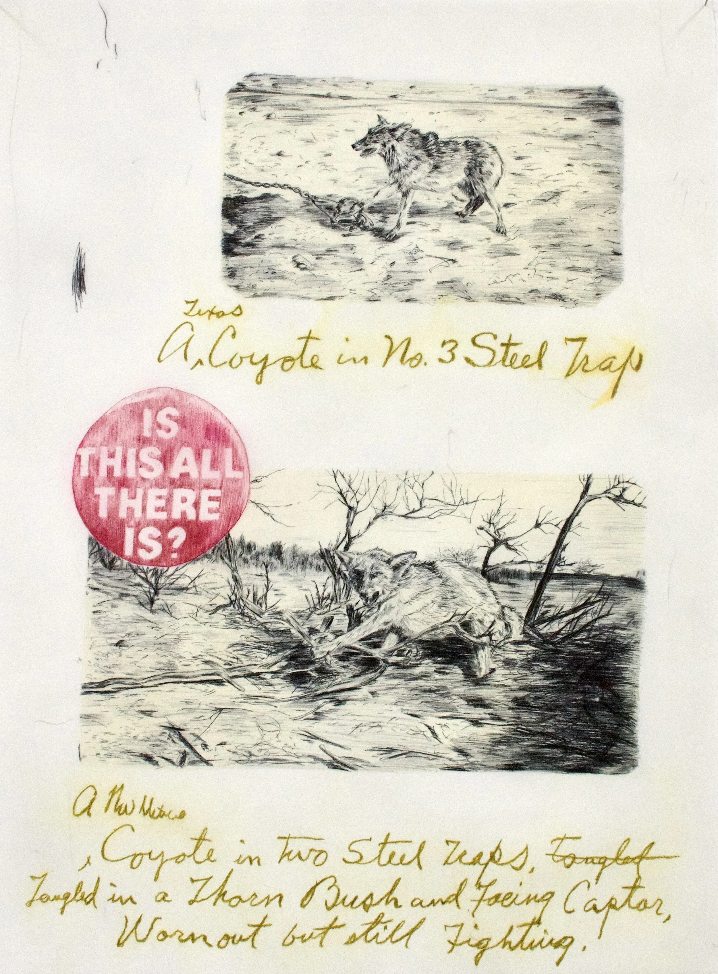 04SLarsen_2Coyotes.jpg