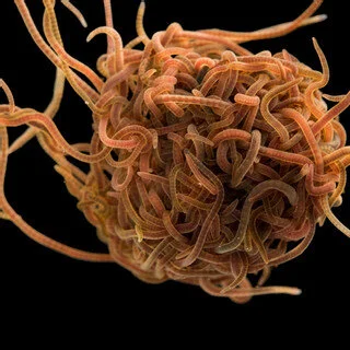 Worm blobs