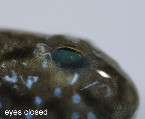 03_Indian_mudskipper_blinking_closed.png