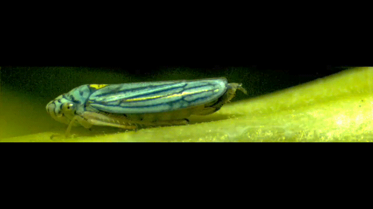 Paper on sharpshooter droplet superpropulsion published