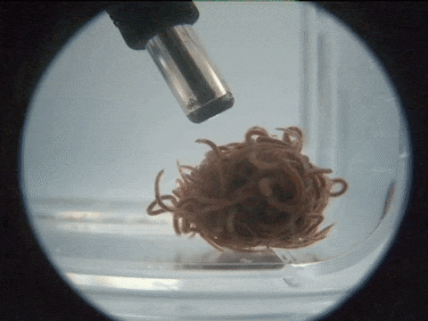 Paper on topological dynamics of worm blobs released