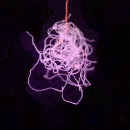 Unraveling the Secrets of Tangles
