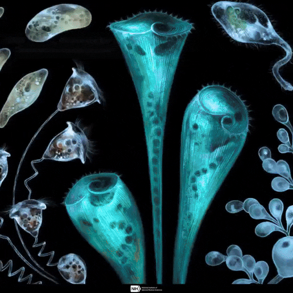 Saad's talk with NIH