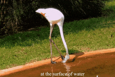 flamingosstircut2.gif