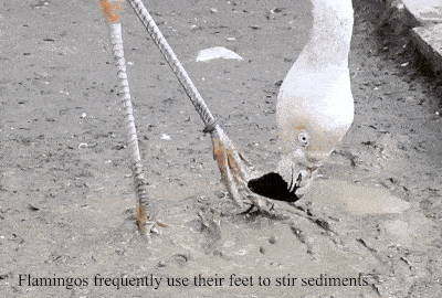 flamingosstircut1.gif