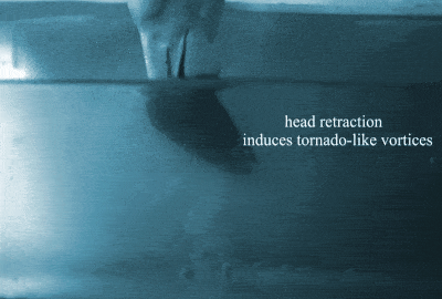 livetornado.gif