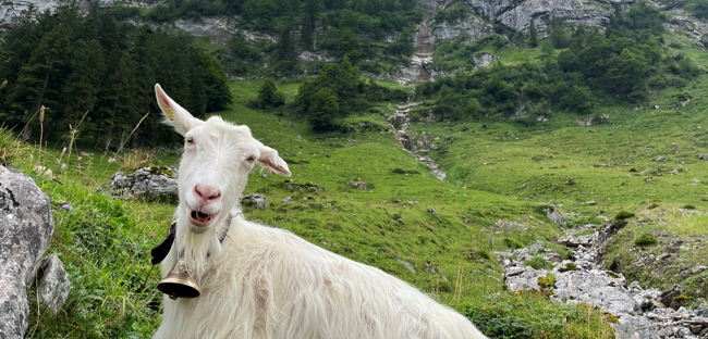 goatben.png