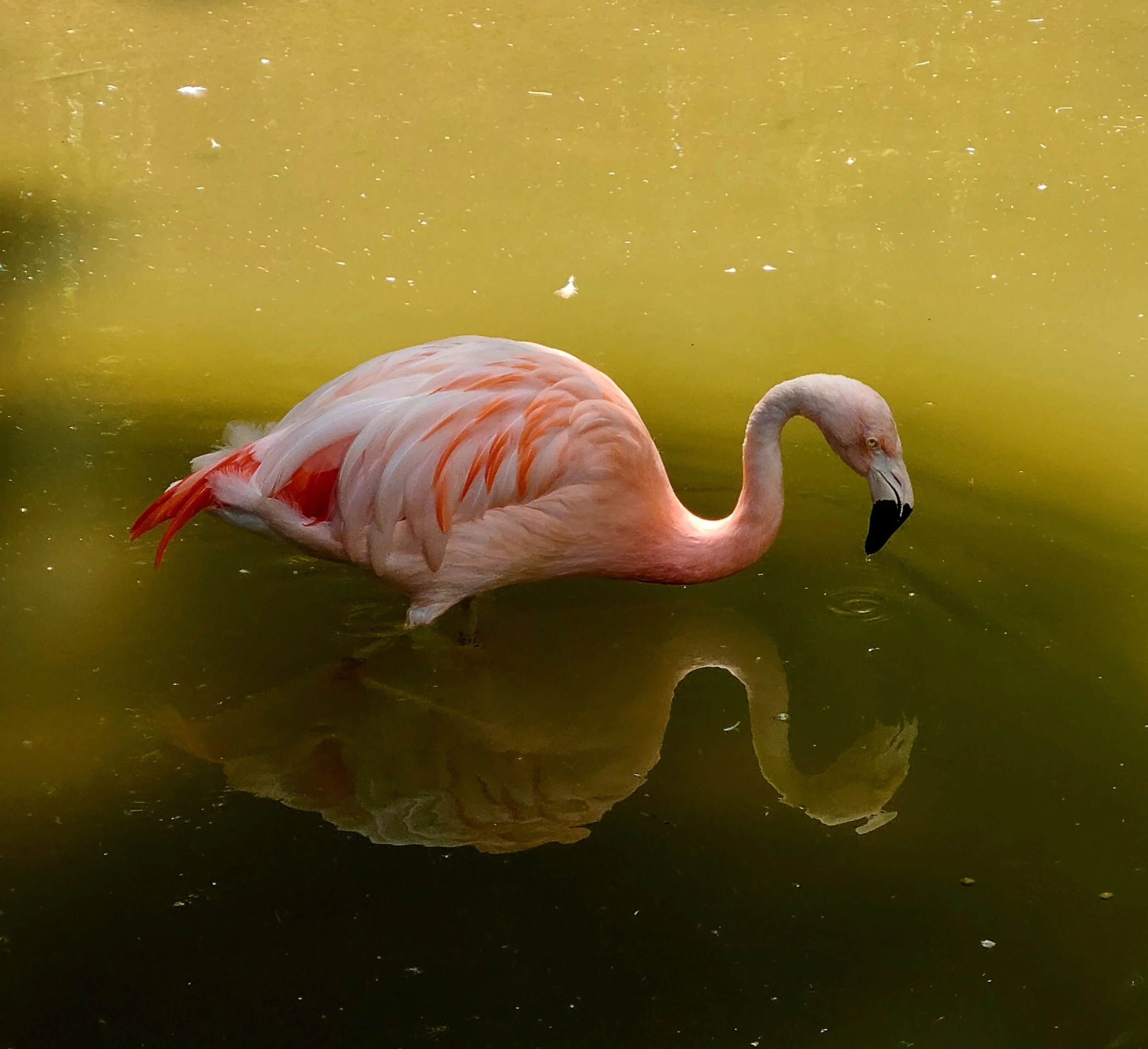 Flamingo Feeding Flows