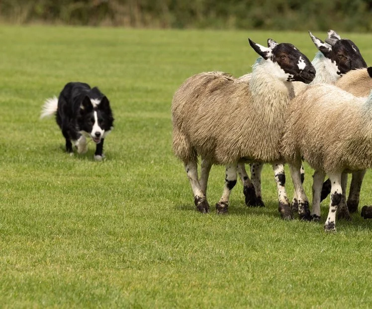 Controlling Noisy Herds