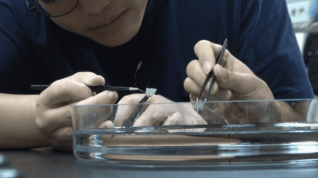 Experiment-2.gif
