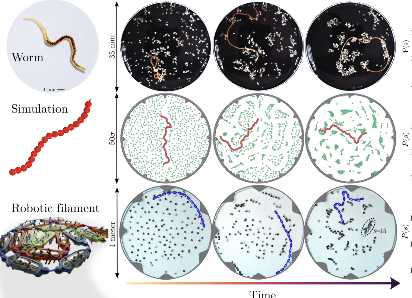 New paper on active and living filaments