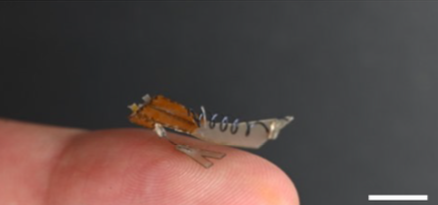 New paper on a springtail flexible hinge for robotics.