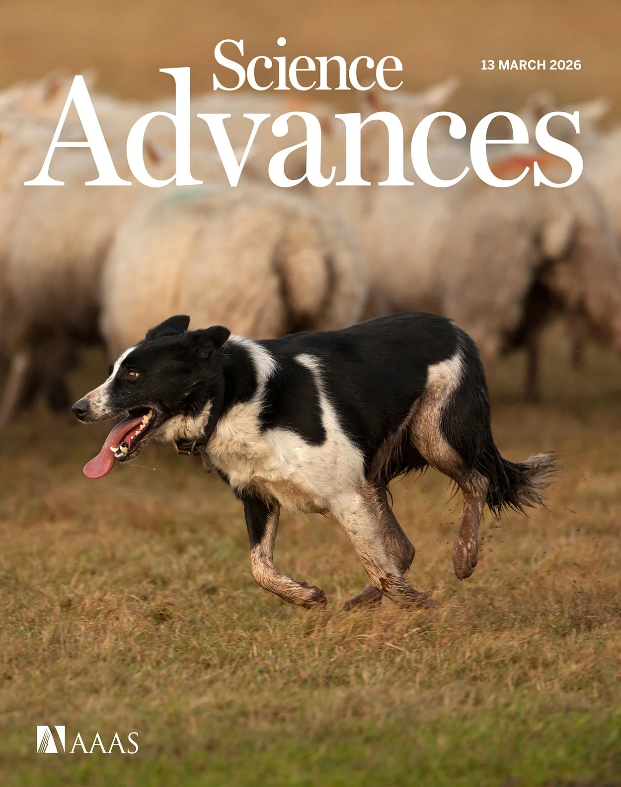 New paper on controlling noisy herds in Science Advances 