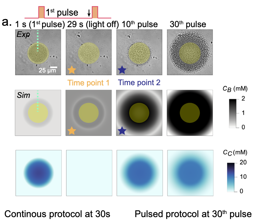 New paper on ultrafast light controlled cells