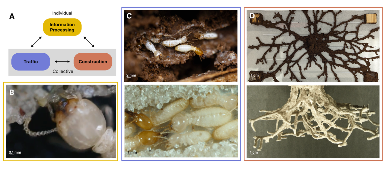 New review on termite sensing, traffic, construction