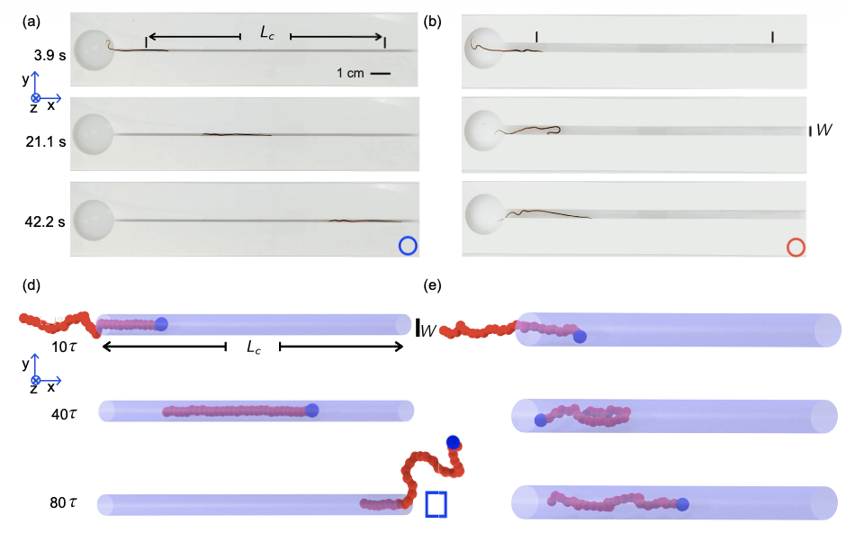 New paper on active polymer translocation