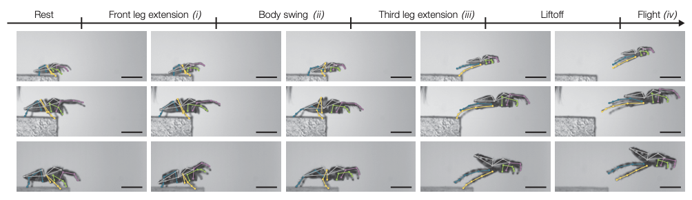 New paper on jumping spider take-off