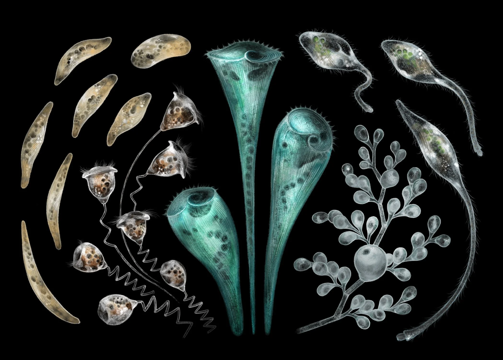 Ultrafast Motion of protozoa